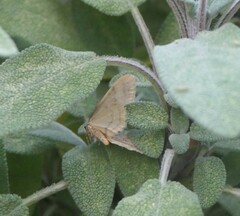Operophtera fagata