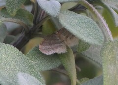 Operophtera fagata