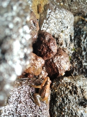 Minervarya sahyadris