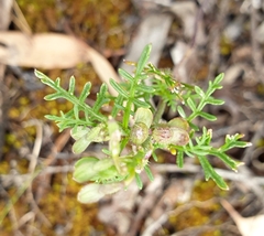Carrichtera annua