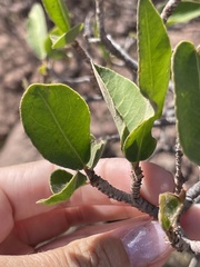 Pleradenophora bilocularis