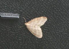 Operophtera fagata