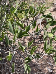 Pleradenophora bilocularis