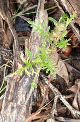 Carrichtera annua