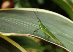 Atractomorpha lata