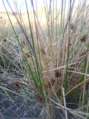 Juncus conglomeratus