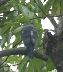 Accipiter soloensis