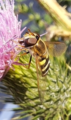 Syrphus ribesii