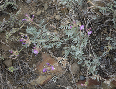 Astragalus stenoceras
