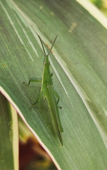 Atractomorpha lata
