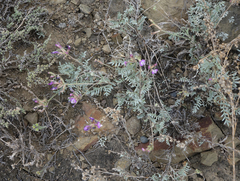 Astragalus stenoceras