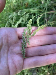 Chascolytrum subaristatum