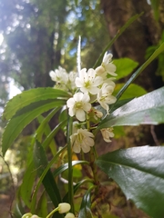 Anopterus glandulosus