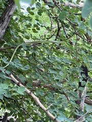 Philothamnus semivariegatus