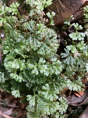 Hymenophyton flabellatum