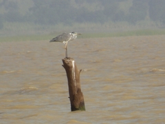 Ardea cinerea