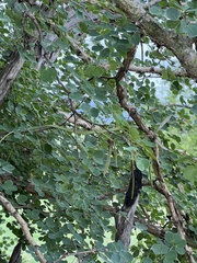 Philothamnus semivariegatus