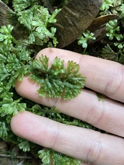 Hymenophyton flabellatum