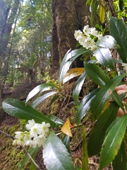 Anopterus glandulosus