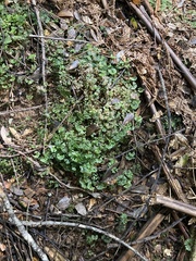 Hymenophyton flabellatum