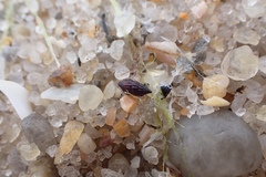 Bittiolum alternatum