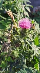 Cirsium japonicum
