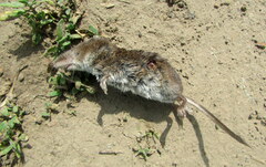 Sorex caecutiens
