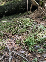 Hymenophyton flabellatum
