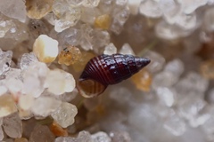 Bittiolum alternatum