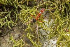 Leptomyrmex tibialis