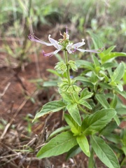 Ocimum
