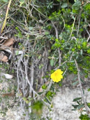 Hibbertia sericea
