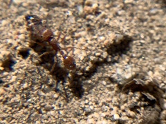 Pogonomyrmex californicus