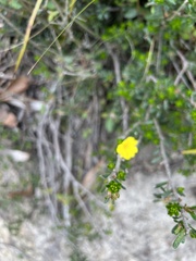 Hibbertia sericea