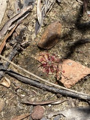 Drosera pygmaea