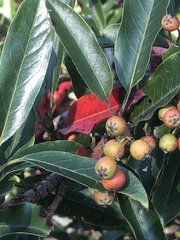 Photinia niitakayamensis