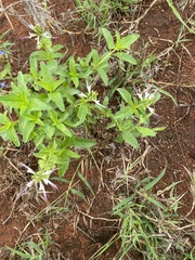 Ocimum