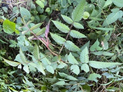 Rubus croceacanthus