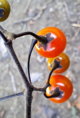 Solanum lyratum