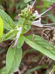 Ocimum