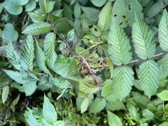 Rubus croceacanthus