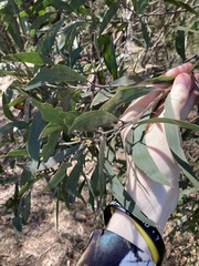 Acacia binervia