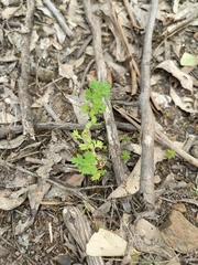 Alchemilla australis