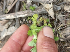 Alchemilla australis