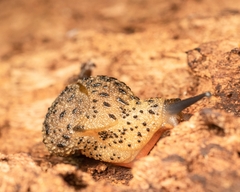 Stanisicarion aquila