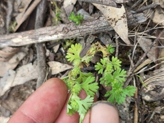 Alchemilla australis