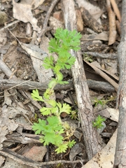 Alchemilla australis