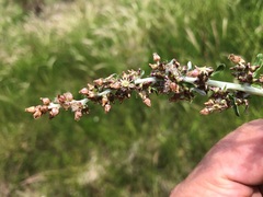 Gamochaeta calviceps