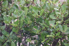 Aegiceras corniculatum