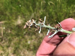 Gamochaeta calviceps